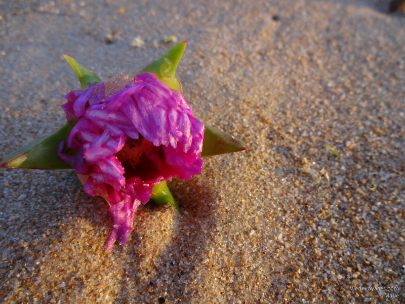 Fleur sur le sable